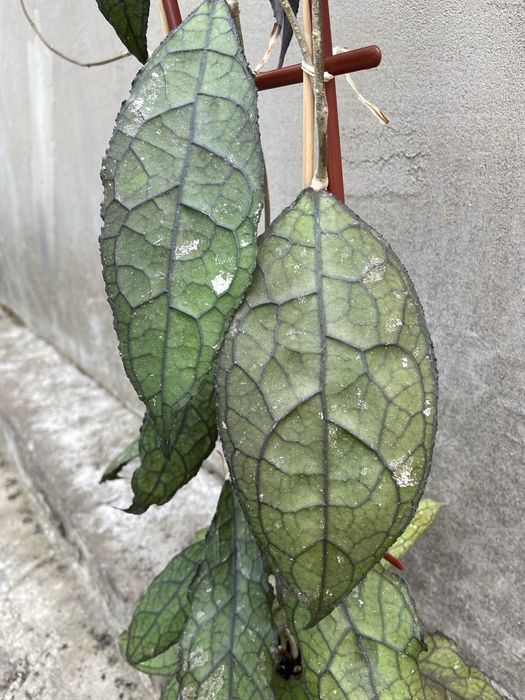 Клеменсіорум.