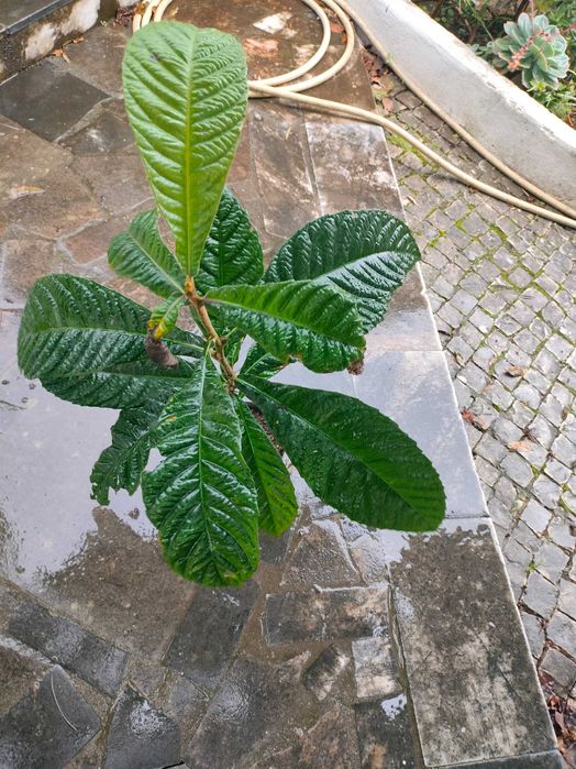 Arvores de fruto, plantas variadas
