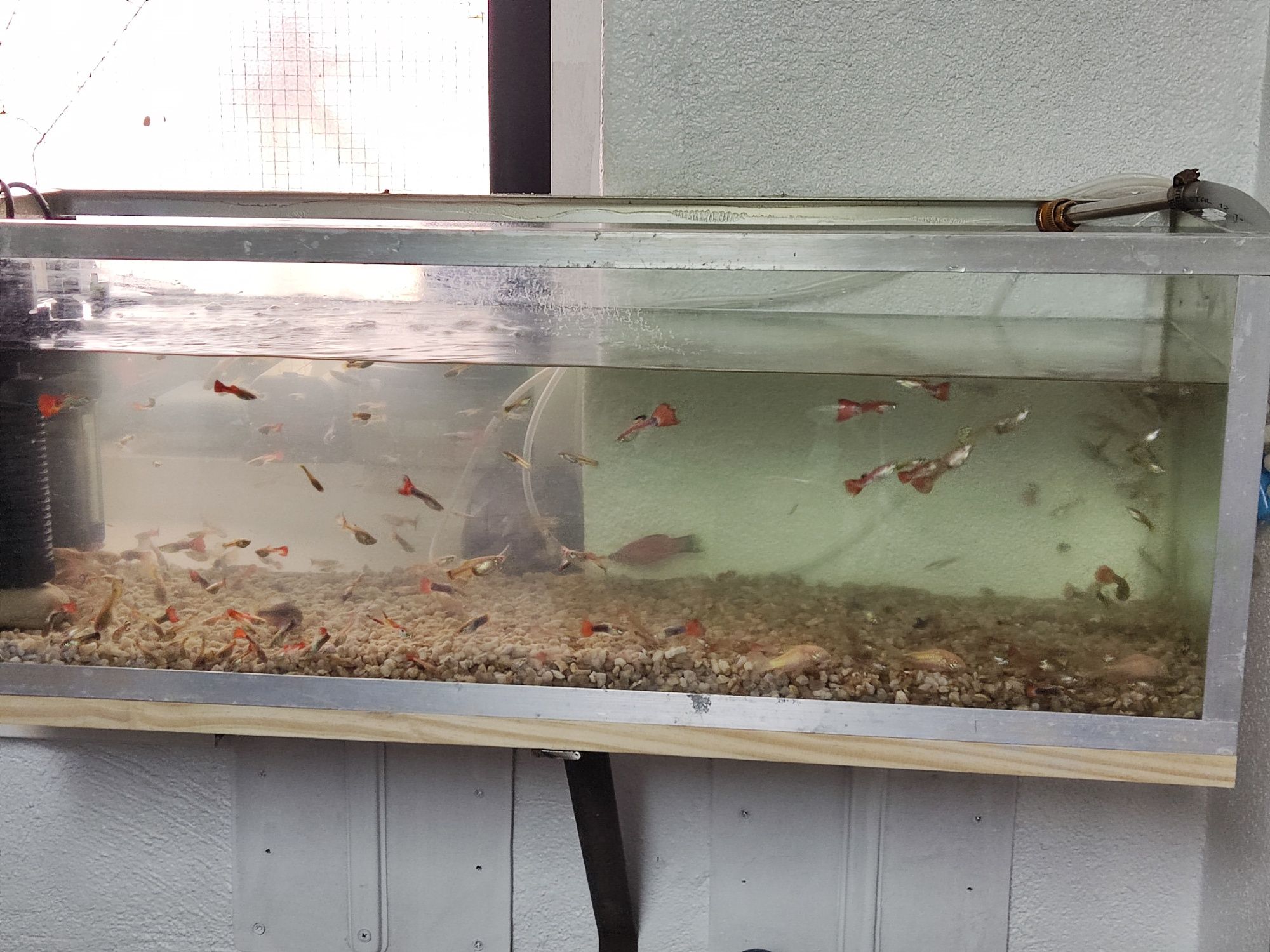 Vendo guppys variedade