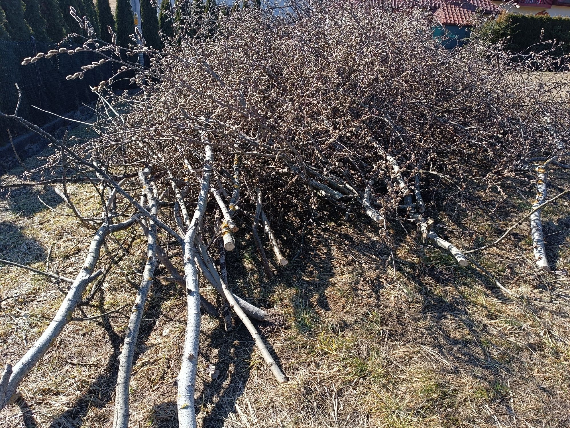Oddam gałęzie topoli/osiki