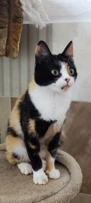 Трьохколірна красуня у хороші руки