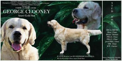 Reproduktor Golden Retriever ZKwP (FCI)