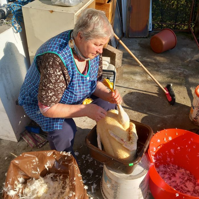 Tuszki z Gęsi. Świeże i kacze