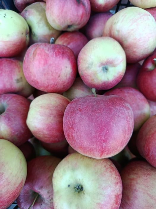 Jabłko/ jabłka, owoc/owoce prosto z sadu