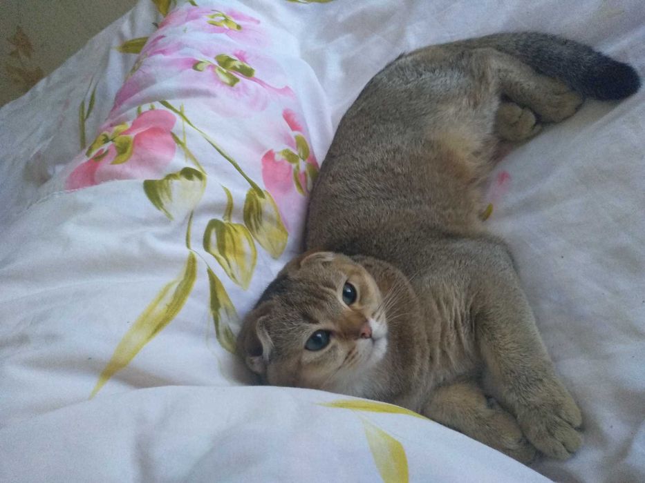 В'язка красеня кота