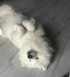 Samoyed szuka domu
