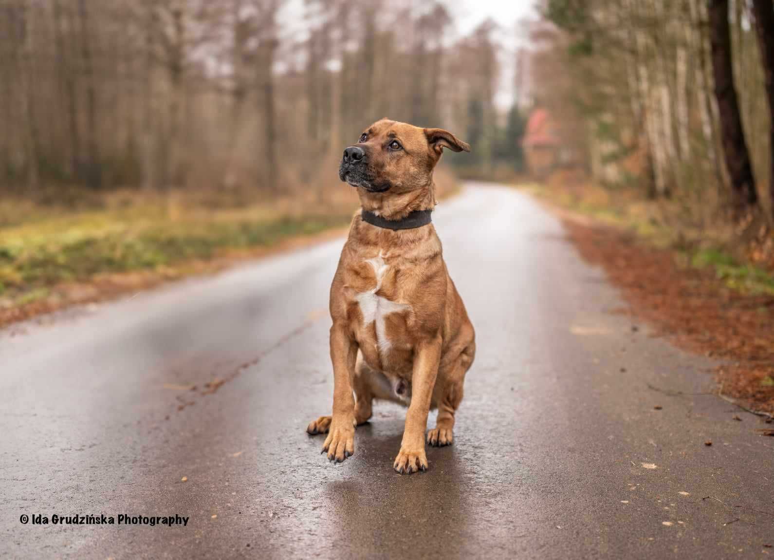 BUDDY Tosa inu mix do adopcji, duży, majestatyczny psiak szuka rodziny