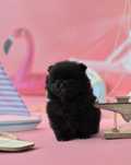 chłopiec szpic miniaturowy pomeranian dostępny do rezerwacji