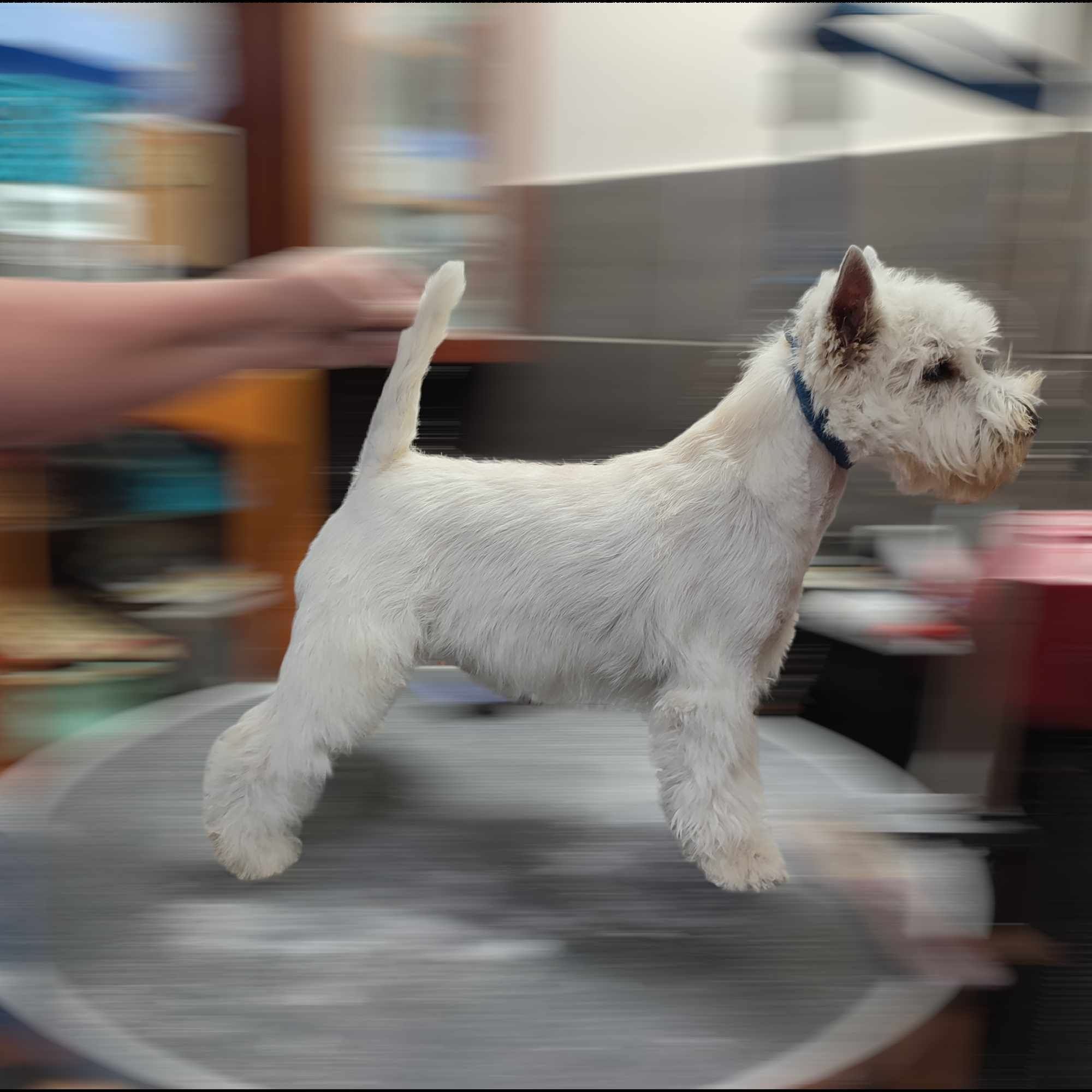 West highland white terrier - piesek FCI Sprzedam