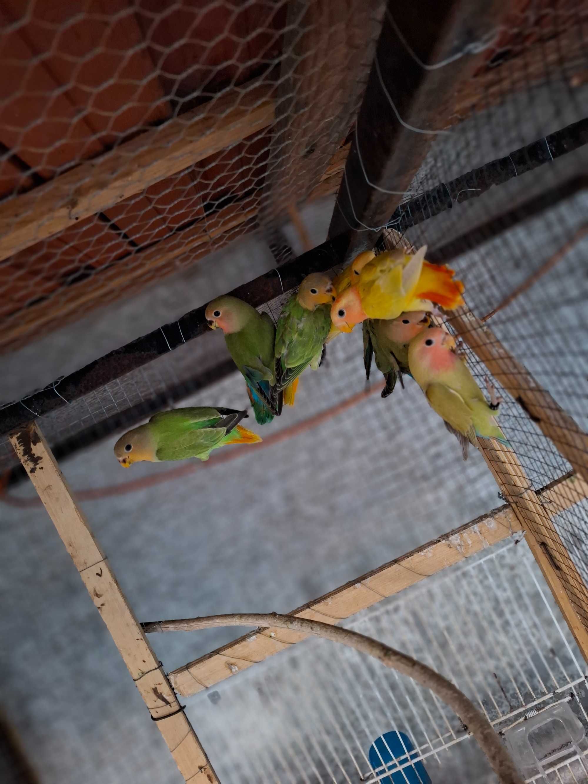 Agapornis deste ano para cedencia