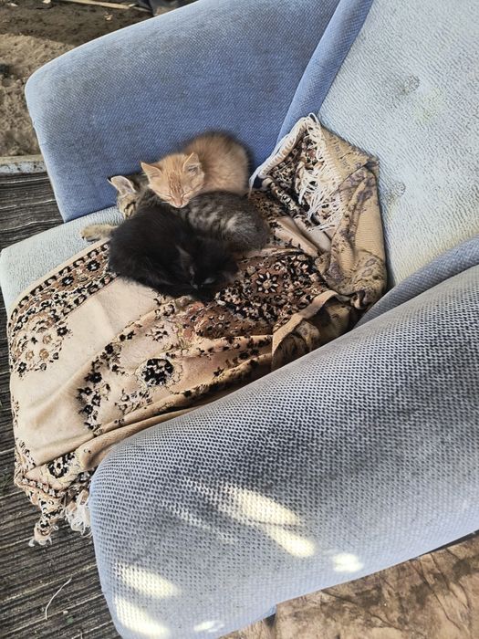 Кошенята віддамо у добрі руки