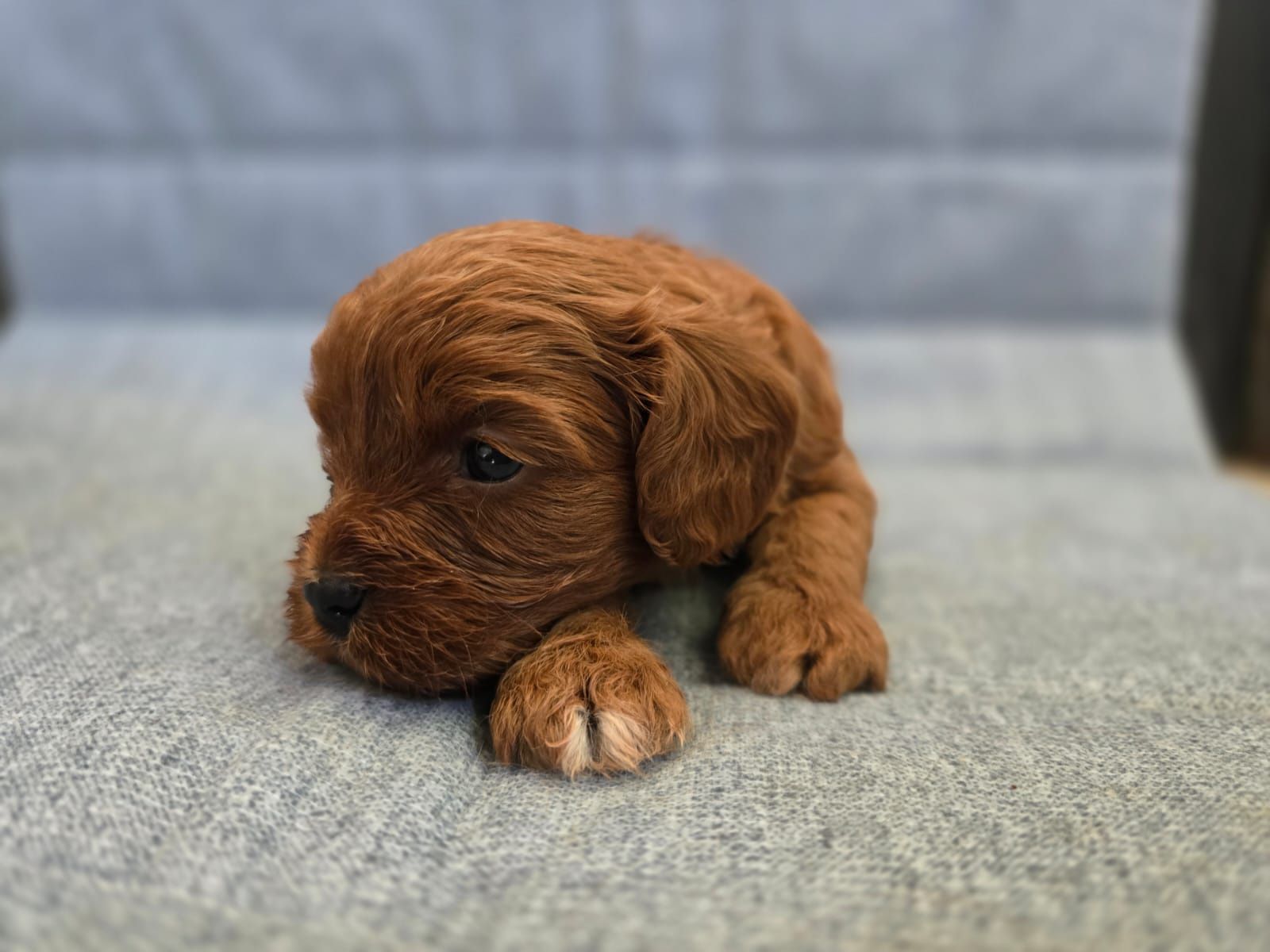 Cavapoo chłopiec