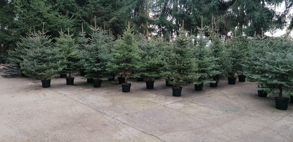 Choinki bożonarodzeniowe świąteczne