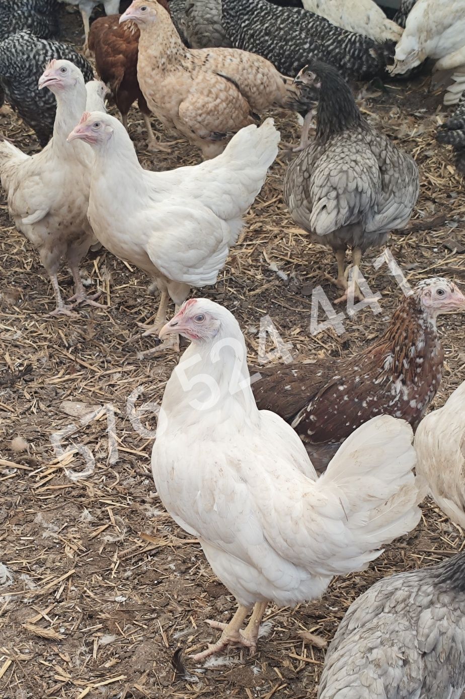 Kury nioski Rosa Leghorn Dominant Lohman Greenshel