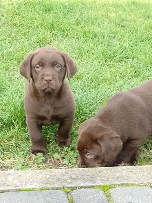 Szczenięta Labrador Retriever