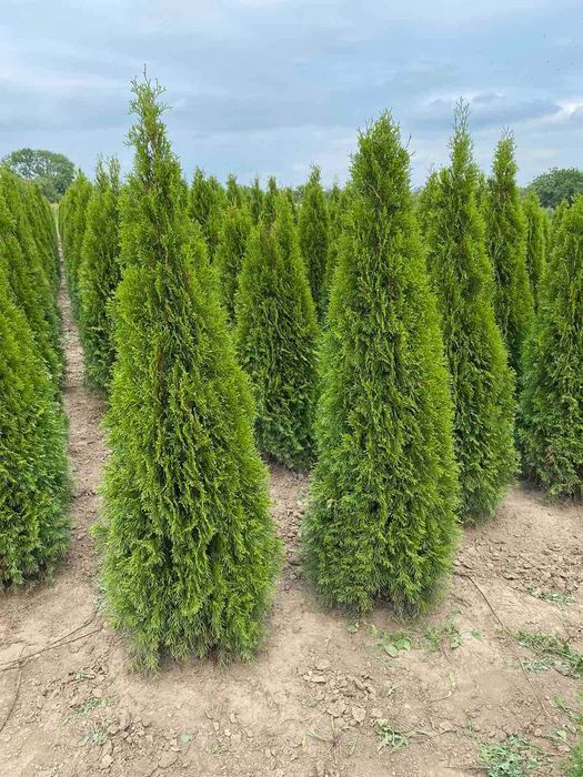 ТУЯ СМАРАГД ОТ 1,00-2,40М. від 300грн.