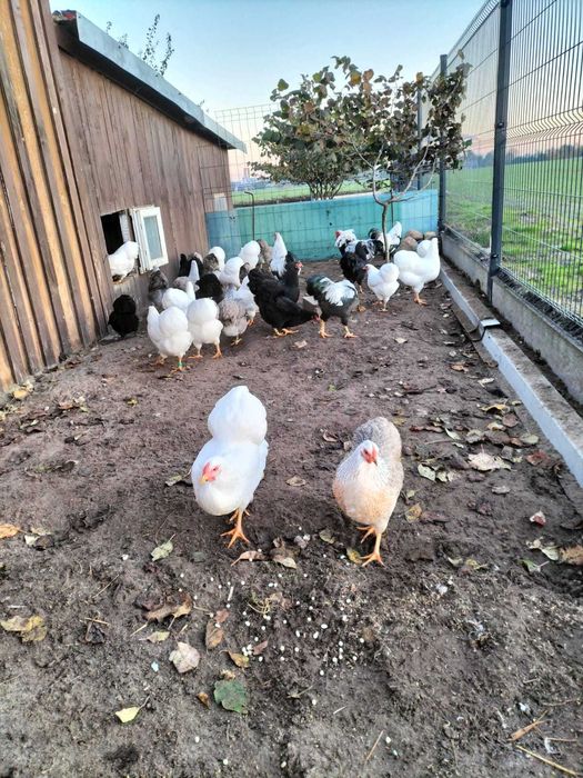 Wyandotte miniaturowa, kury, koguty