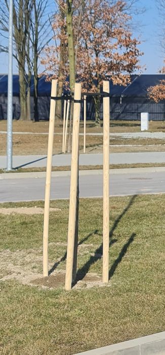 paliki kołki do drzewek