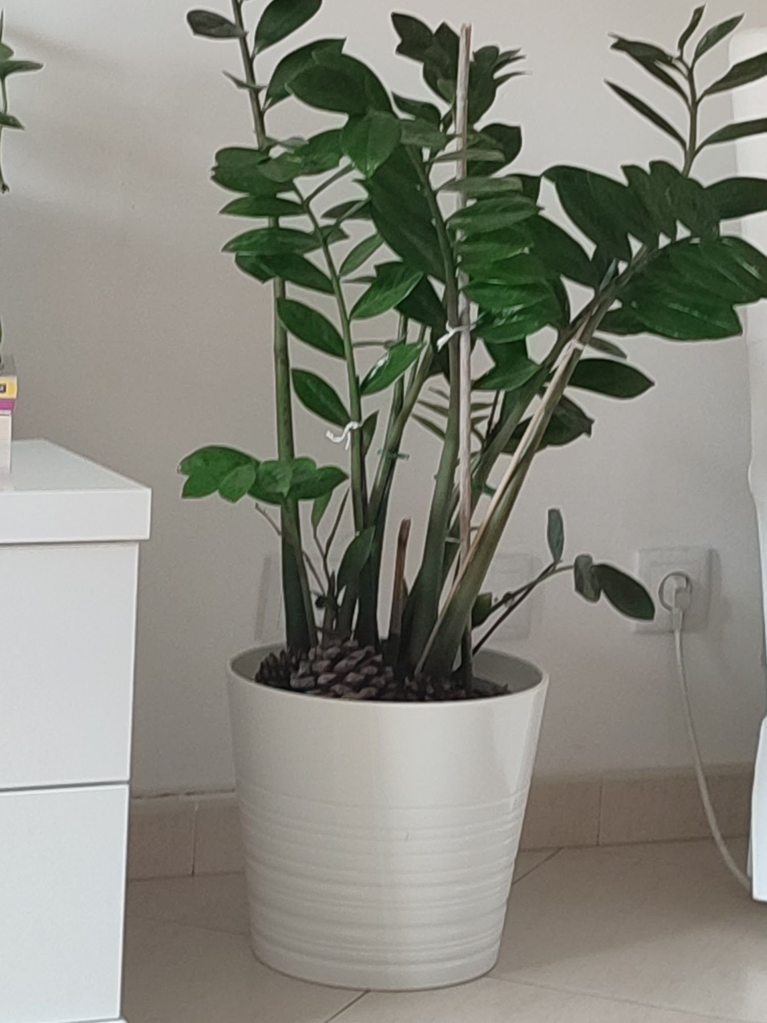 Vendo planta saudável