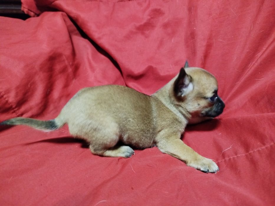 Chihuahua de pelo curto