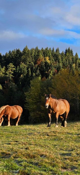 Sprzedam kobyły źrebne