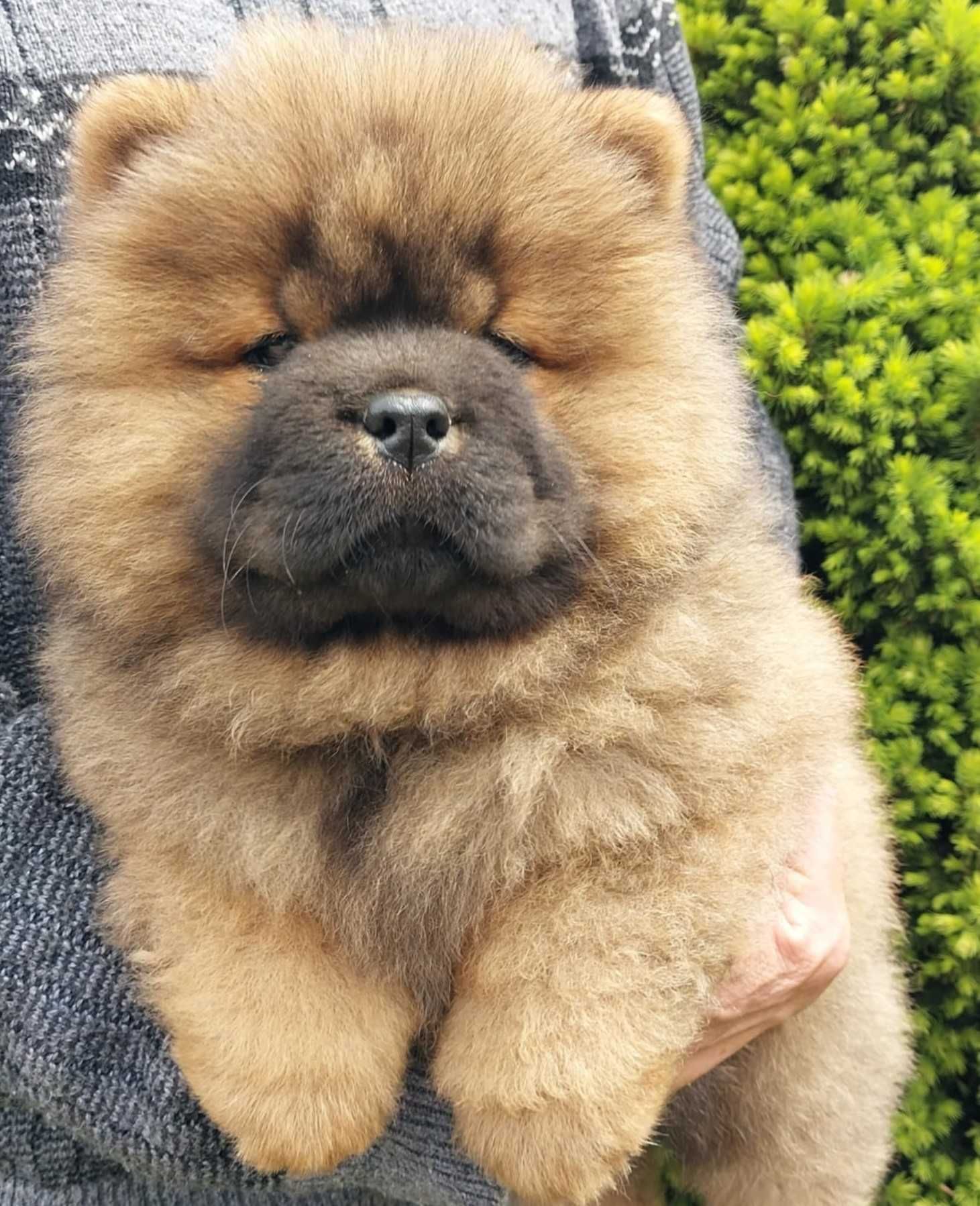 Chow chow ruda suczka ZKwP