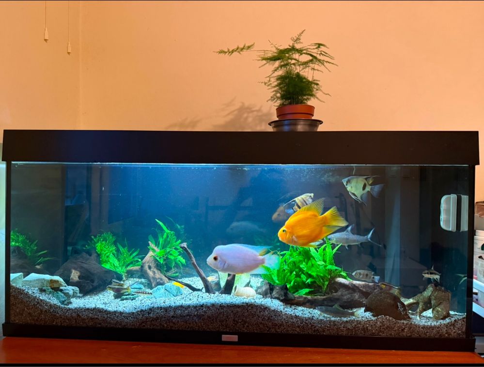 Sprzedam akwarium marki JUWEL 120cm z rybkami
