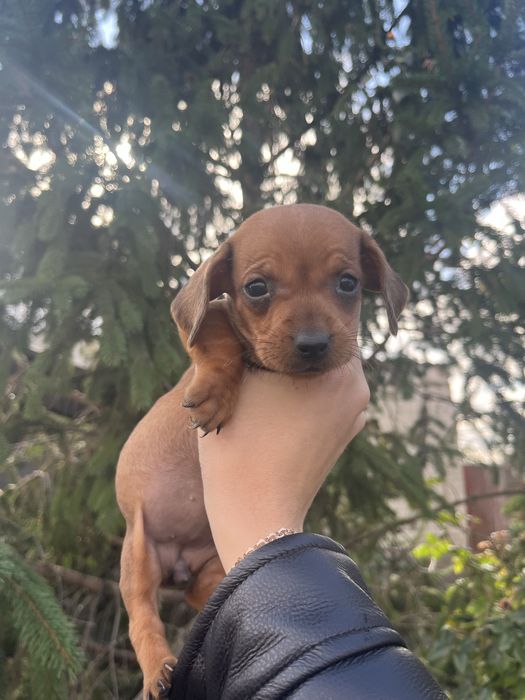 Такса дівчинка