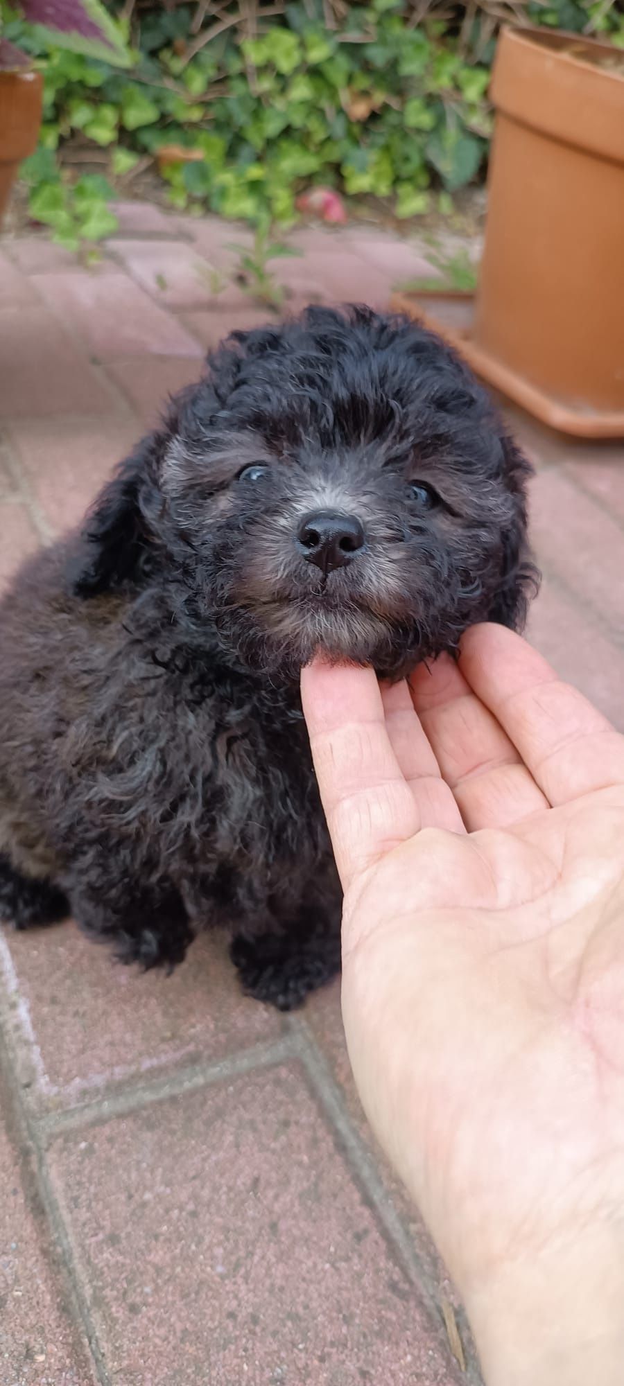 SShihpoo piesek F1B gotowy do odbioru