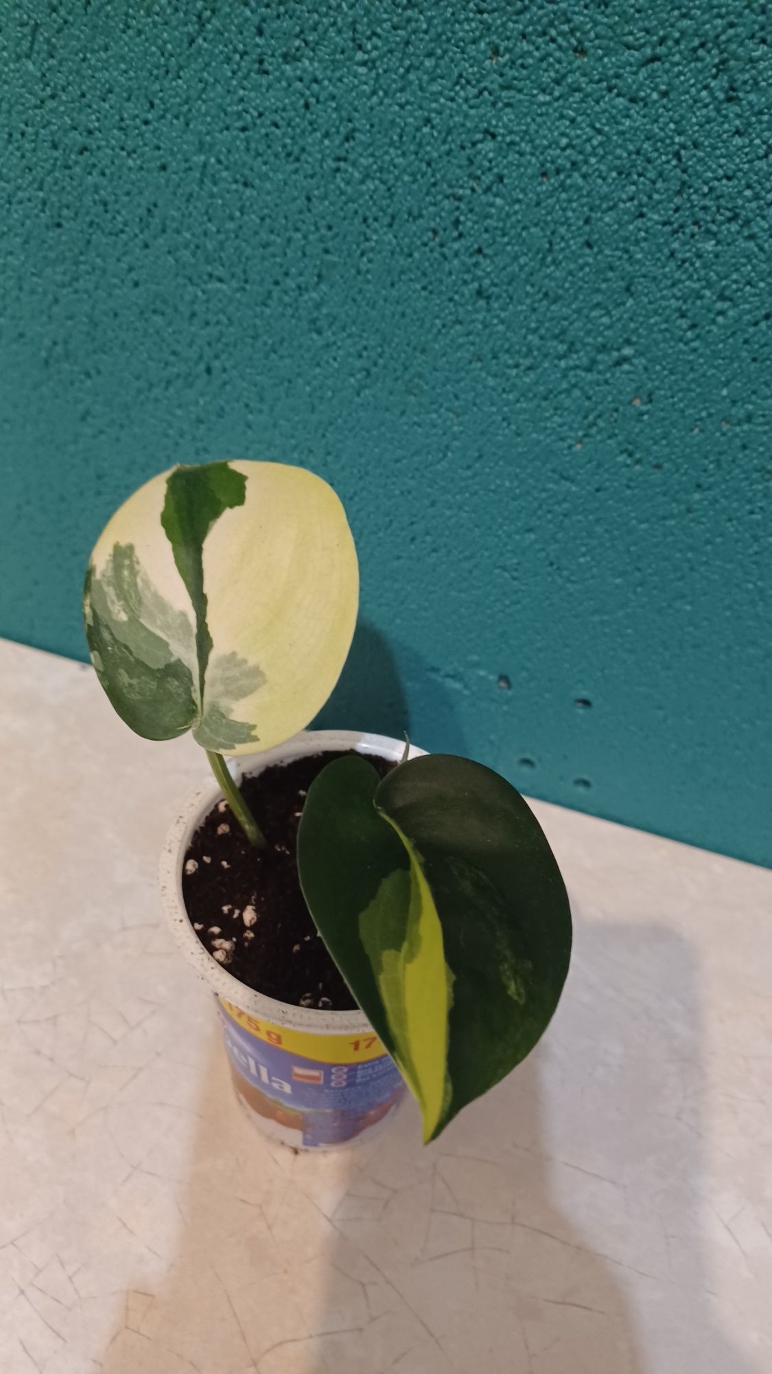 Scindapsus jade satin variegata