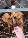 Łagodne giganty - duże psy ze schroniska błagają o dom! adopcja