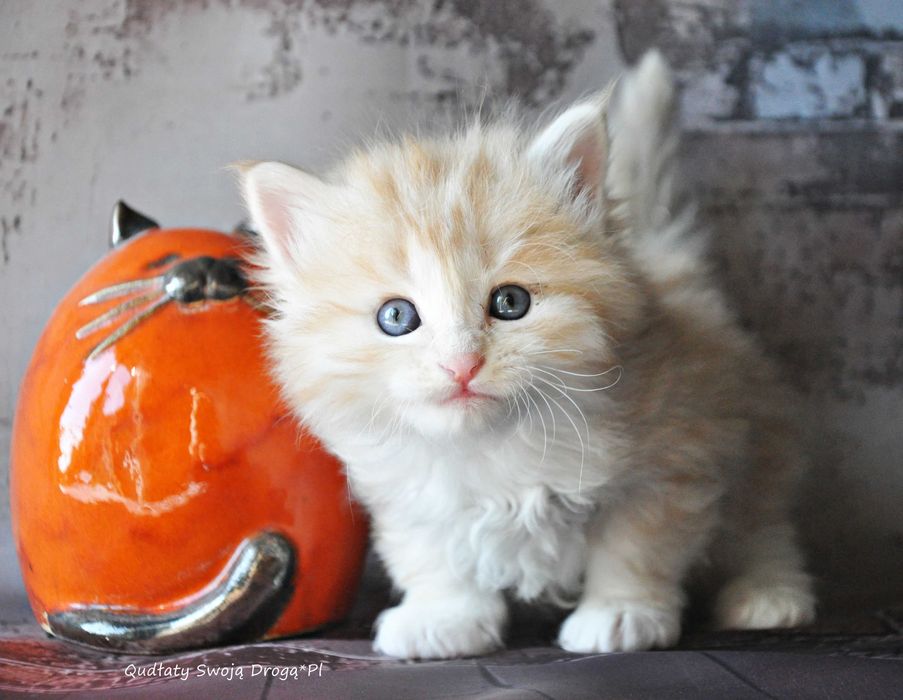 Qudłaty Swoją Drogą*Pl