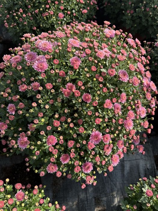 Aktualizacja Zdjęc. Chryzantema Doniczkowa 2025