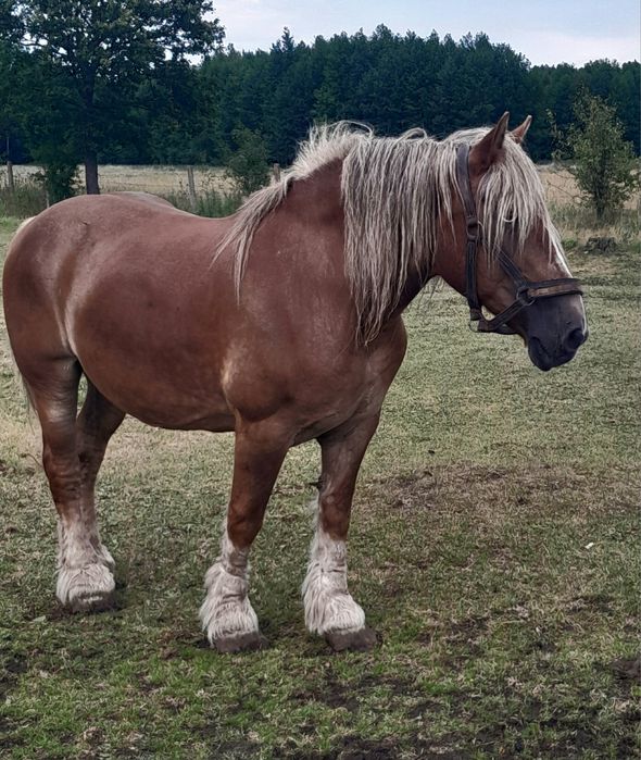 Kobył zaprzengana do bryczki spokojna