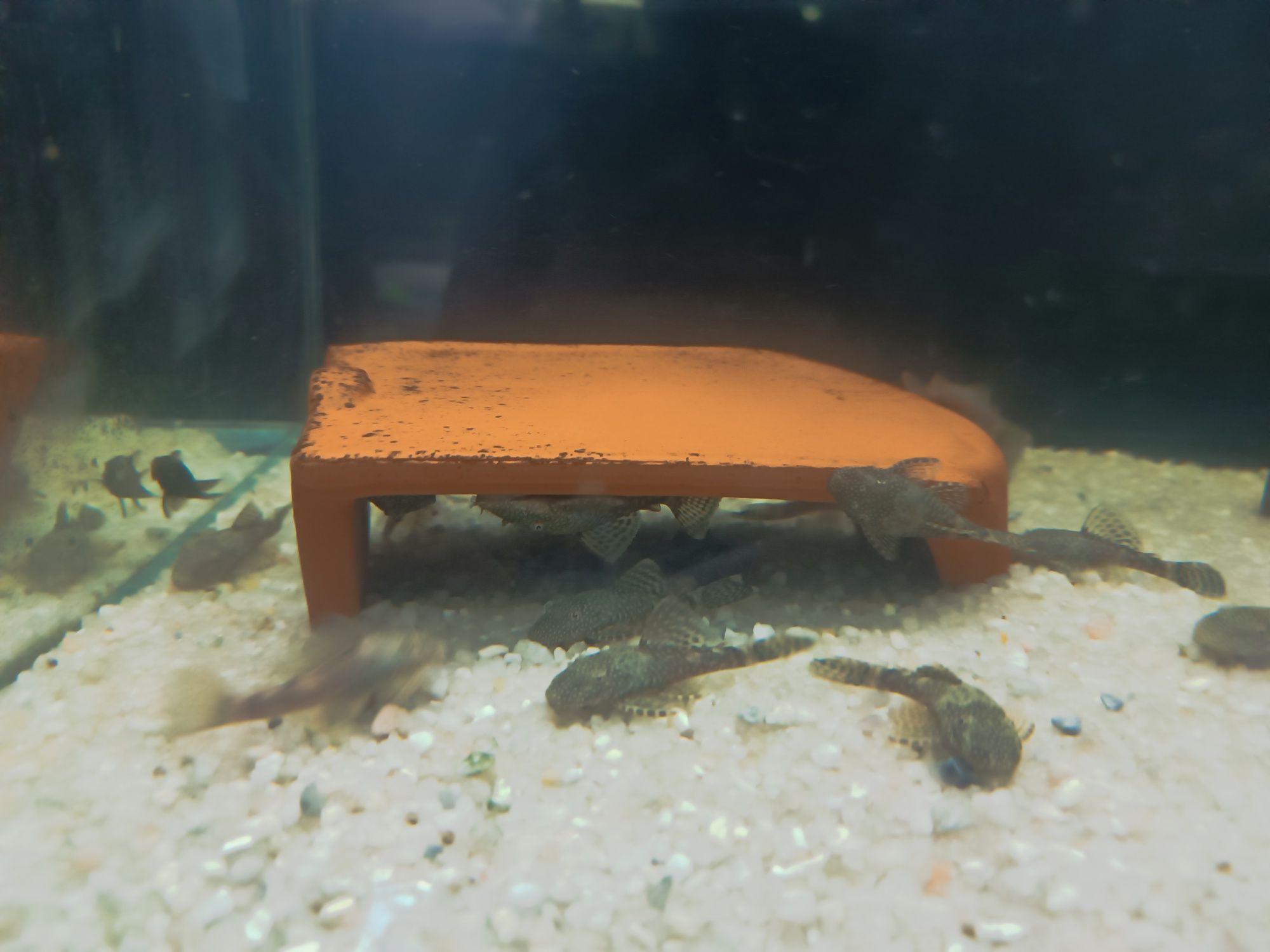 Venda de ancistrus SP