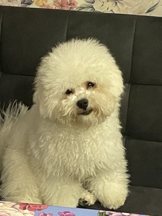 Бішон фрізе КСУ вязка