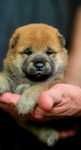 Shiba inu suczka FCI
