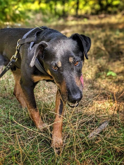 Tymon - psiak w typie teriera szuka domu