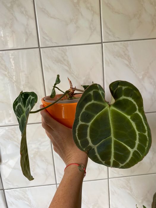 Anthurium hybryda