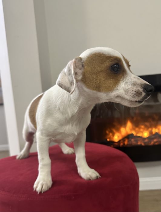 Piesek Jack Russell Terrier z Rodowodem