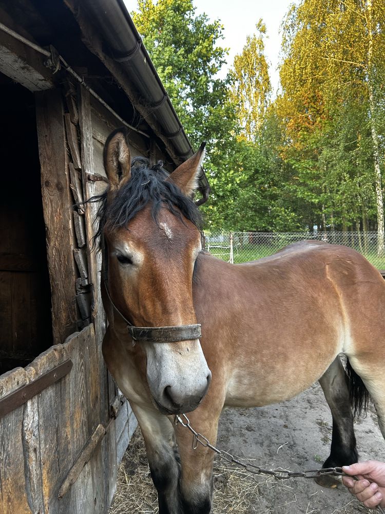 Ogier Zimnokrwisty 12 miesięcy