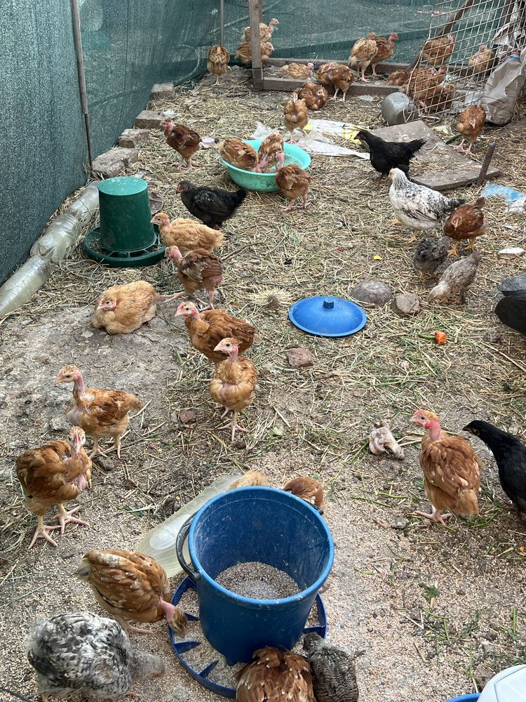 Продам домашніх курчат