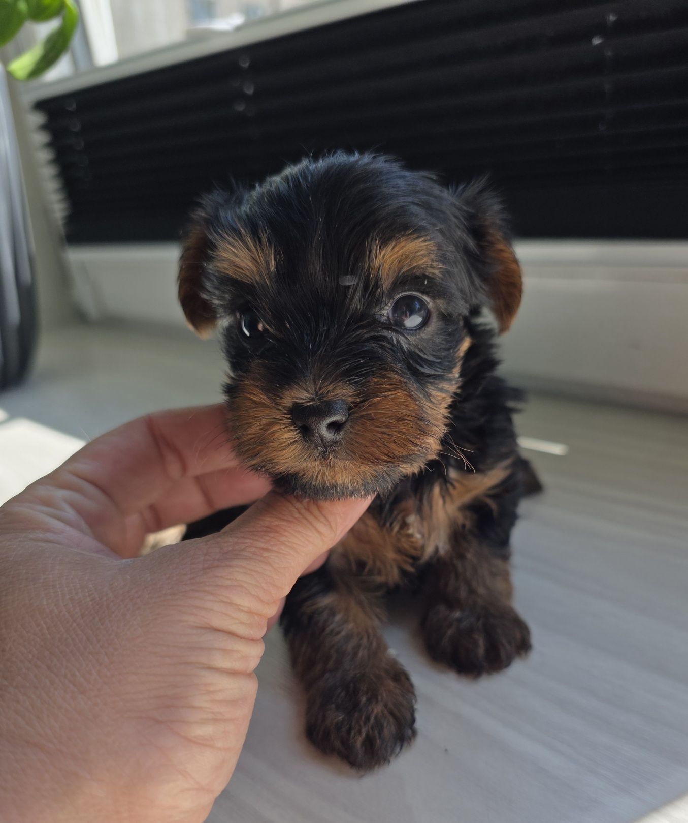Yorkshire terrier piesek gotowy
