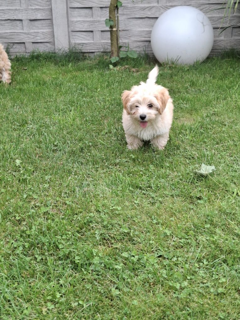 Maltipoo 12 tygodni