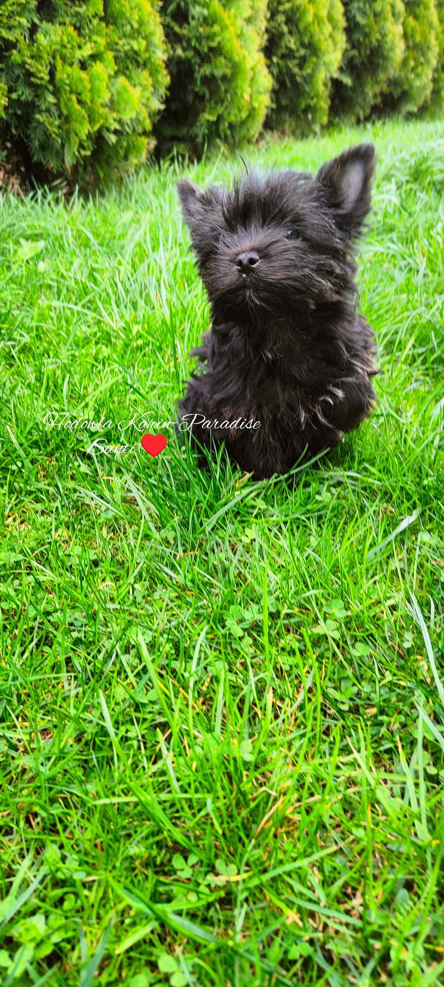 Yorkshire Terrier filigranowy piesek york