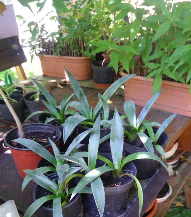 Budleja x2 kwiat motyli + świetny gratis!