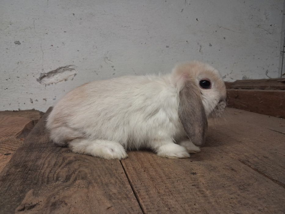 Baranek miniaturka niespokrewnionego para