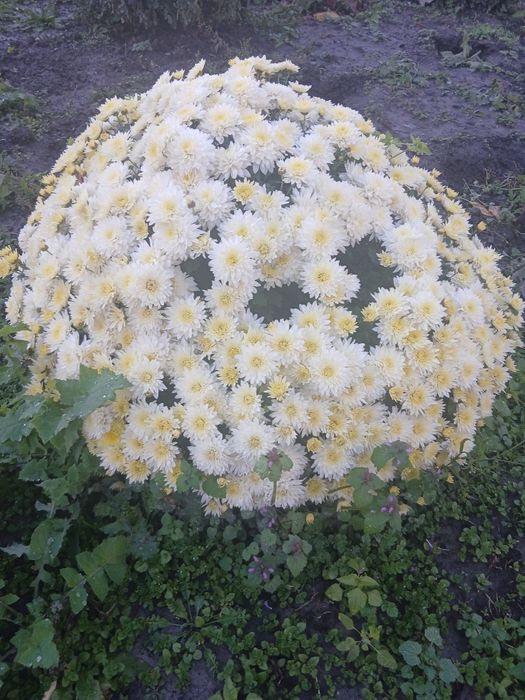 Хризантема мультифлора