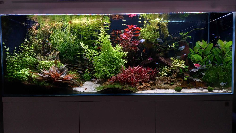 Akwarium Optiwhite 480 L ze szklaną białą koroną i pokrywą + szafka