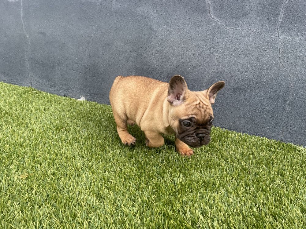 Bulldog Francês com LOP e Afixo Macho